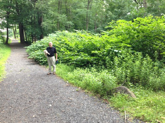 Japanese Knot Weed Grove in Douglas Park