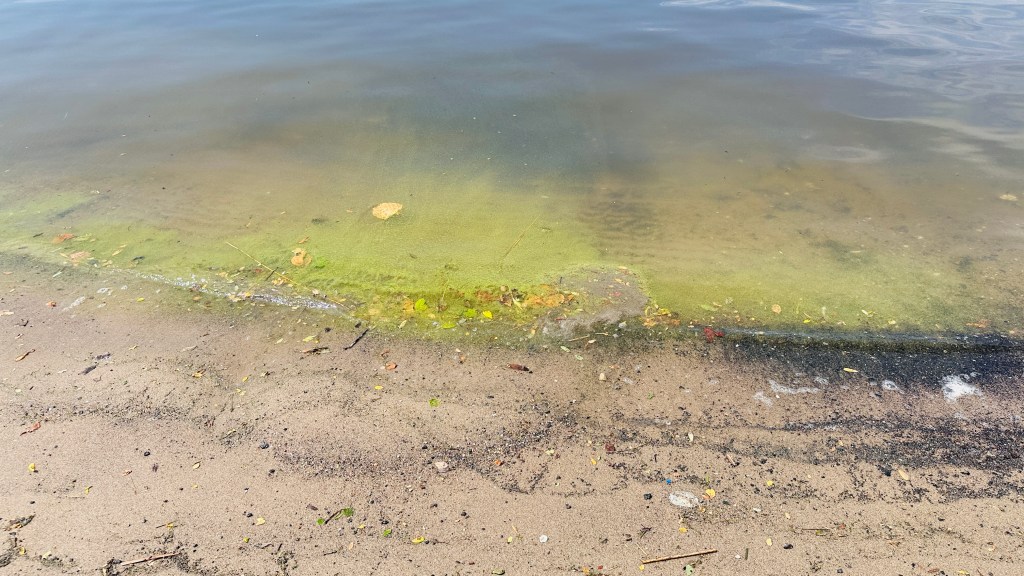 Toxic Algae at Horan’s&nbsp;Landing